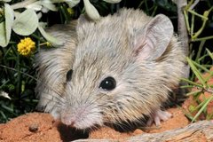Tìm thấy chuột tưởng đã tuyệt chủng 150 năm trước sống trên đảo