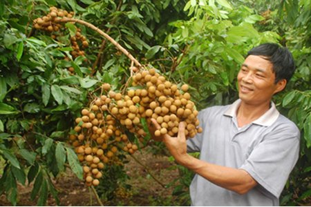 Những tấn nhãn đầu tiên chuẩn bị xuất khẩu sang thị trường Châu Âu