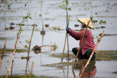 Dự án trồng rừng ngập mặn ở Phá Tam Giang được giải thưởng của LHQ