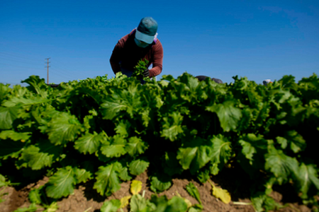 Các bước cần thực hiện khi mua trang trại