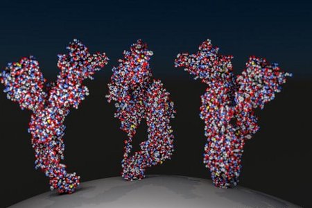 Cần bao nhiêu kháng thể để miễn dịch với coronavirus?