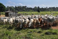 Lô hàng chở gia súc từ Brazil lần đầu cập cảng Việt Nam