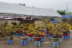 Hà Nội: Sôi động chợ hoa xuân ngày cận Tết