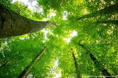 Biến đổi khí hậu: Trồng cây xanh có ý nghĩa như thế nào?