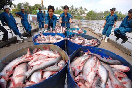 Xuất khẩu cá tra hướng tới mốc kỷ lục 2,5 tỉ USD