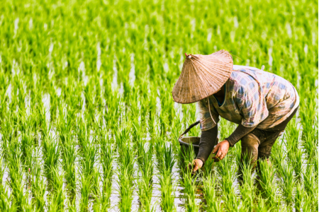 Giá gạo Việt Nam vượt Thái Lan trên thị trường toàn cầu