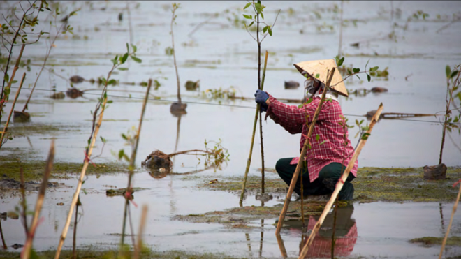 Dự án trồng rừng ngập mặn ở Phá Tam Giang được giải thưởng của LHQ