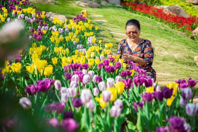 Triền hoa tulip đẹp ngỡ ngàng trên đỉnh núi Bà Đen Tây Ninh