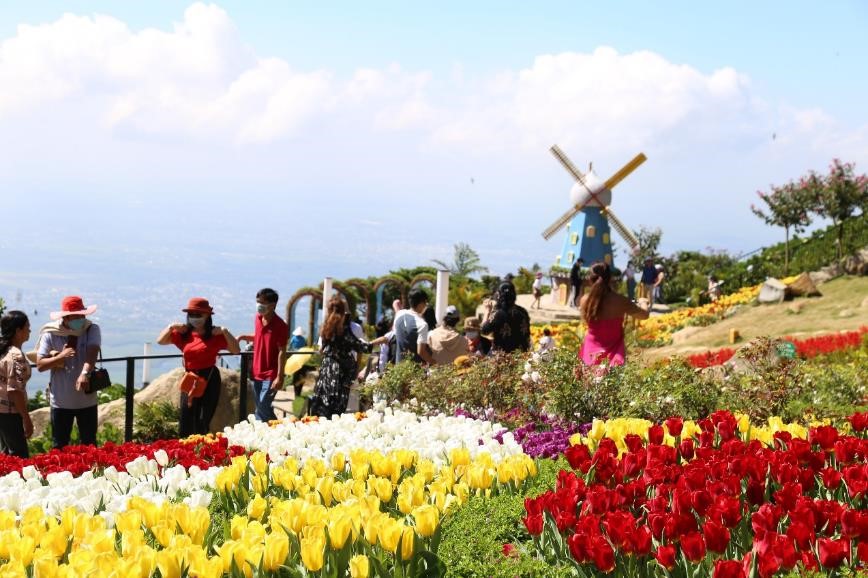 Triền hoa tulip đẹp ngỡ ngàng trên đỉnh núi Bà Đen Tây Ninh