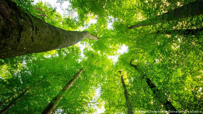 Biến đổi khí hậu: Trồng cây xanh có ý nghĩa như thế nào?