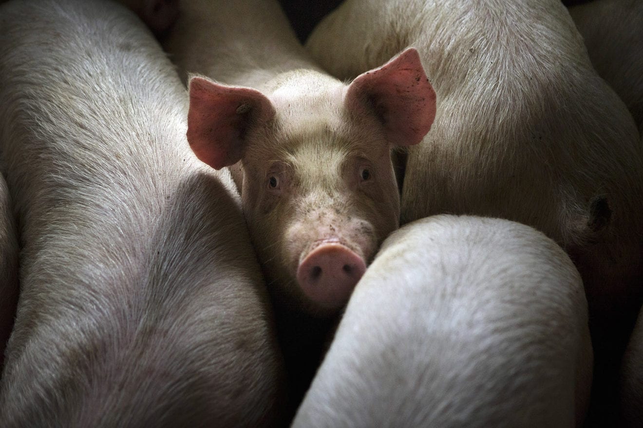 Các đại gia rót hàng nghìn tỷ chăn nuôi lợn