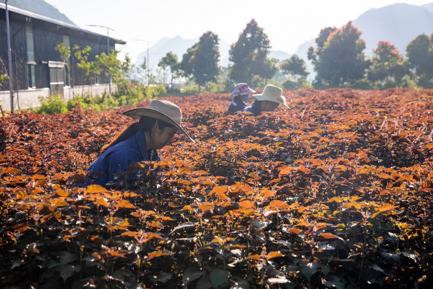 Tập đoàn TH: Hành trình đưa tinh hoa thảo dược ngàn năm vào tách trà mỗi ngày