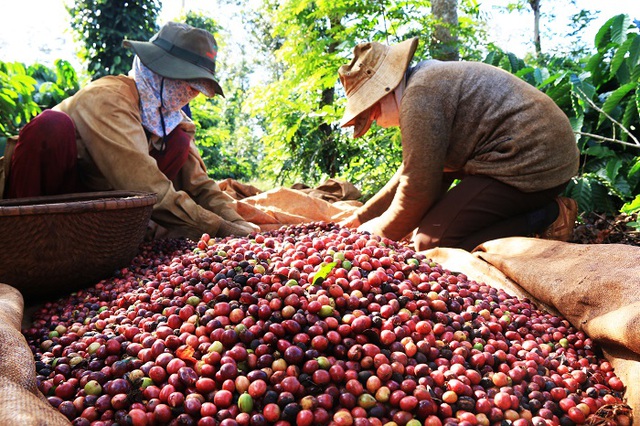 Xuất khẩu cà phê Việt Nam có thể đạt 4 tỷ USD
